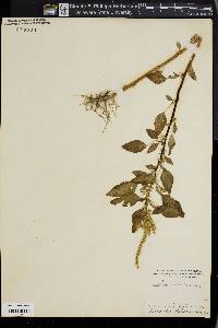 Amaranthus spinosus image