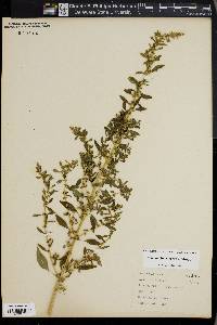 Amaranthus tuberculatus image