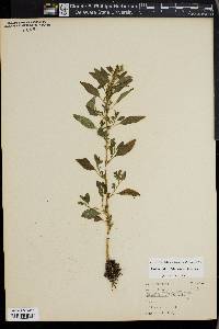 Amaranthus tuberculatus image