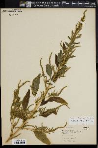 Amaranthus tuberculatus image