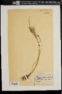 Zephyranthes treatiae image