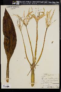 Image of Hymenocallis tubiflora