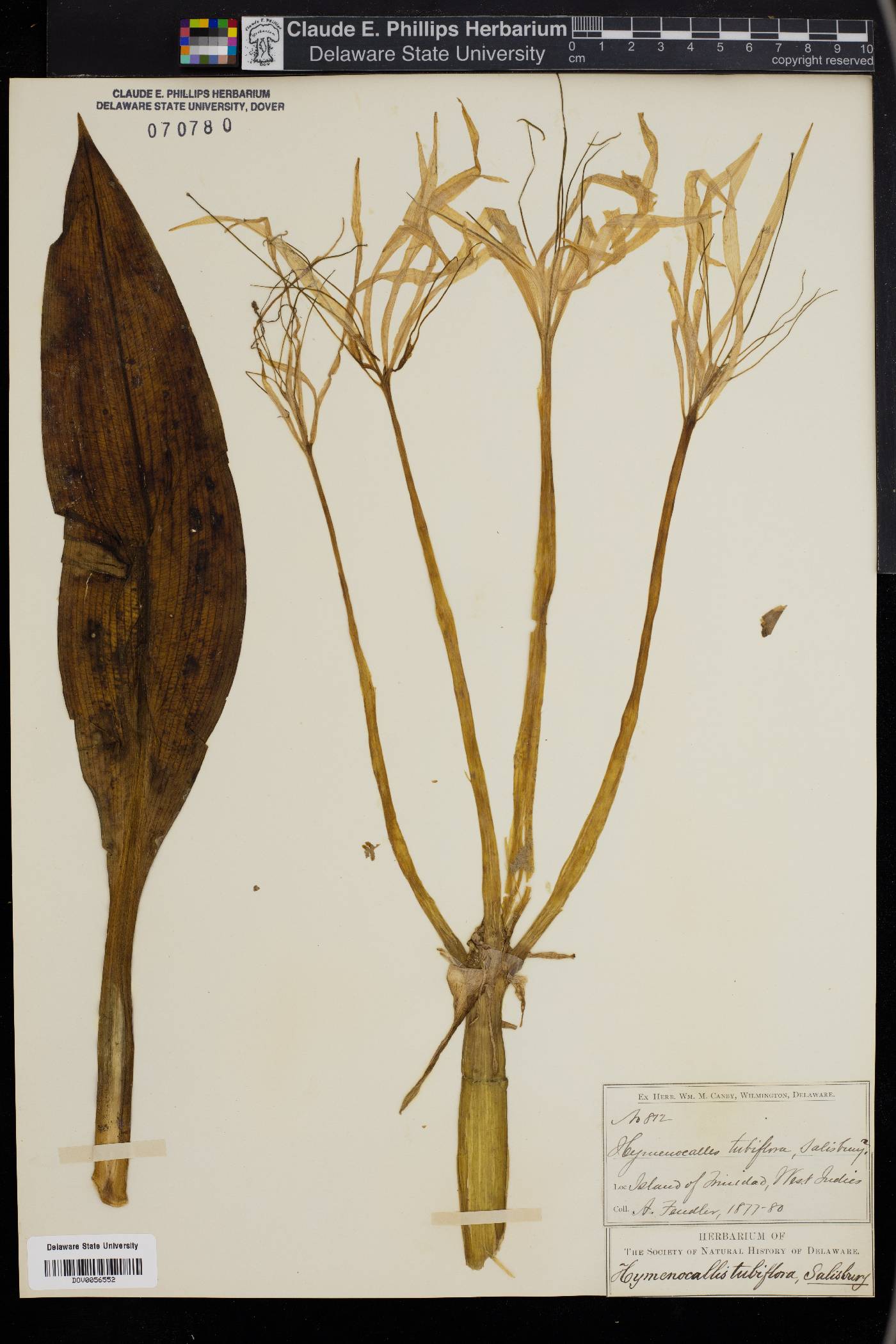 Hymenocallis tubiflora image