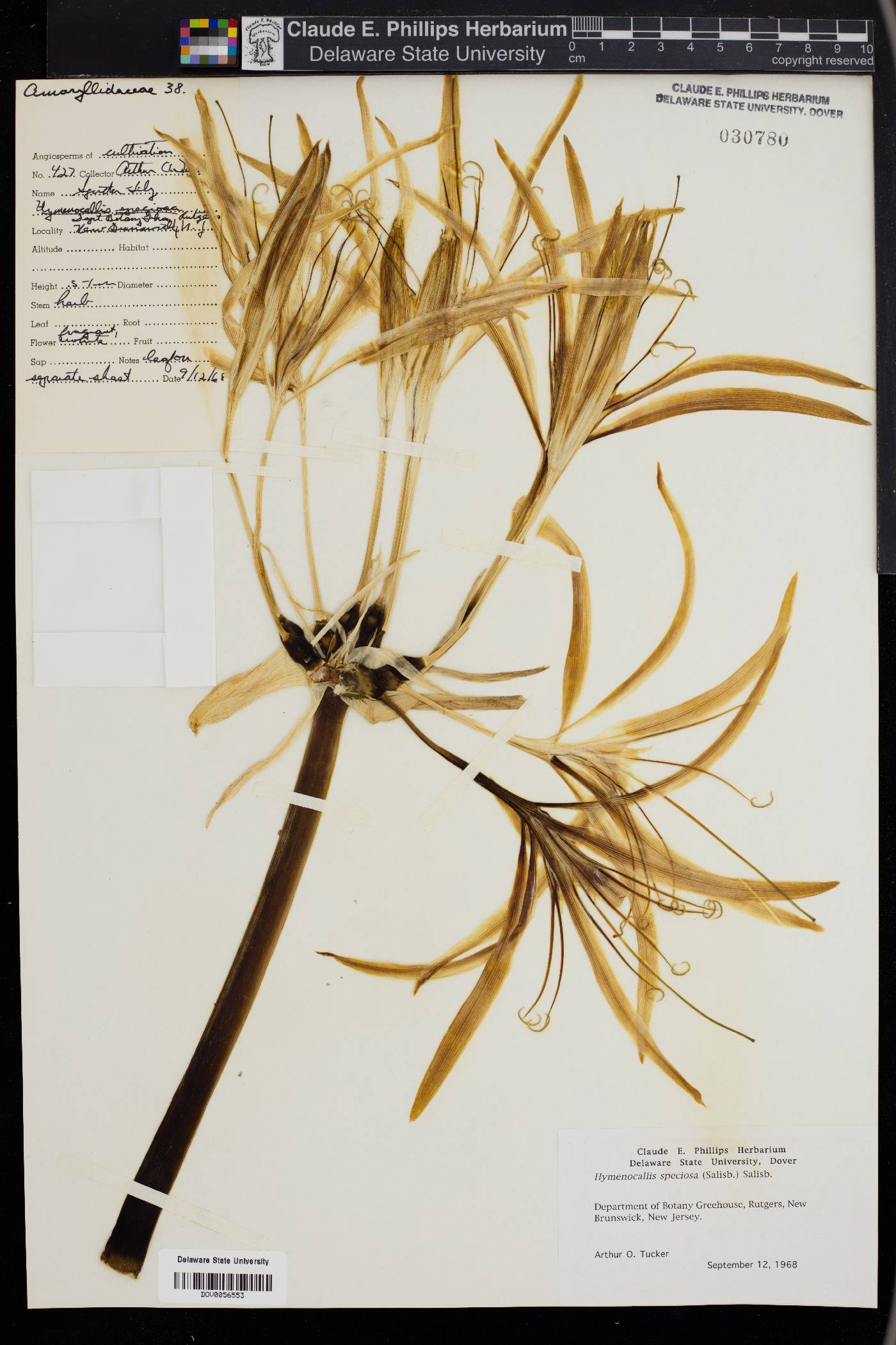 Hymenocallis speciosa image