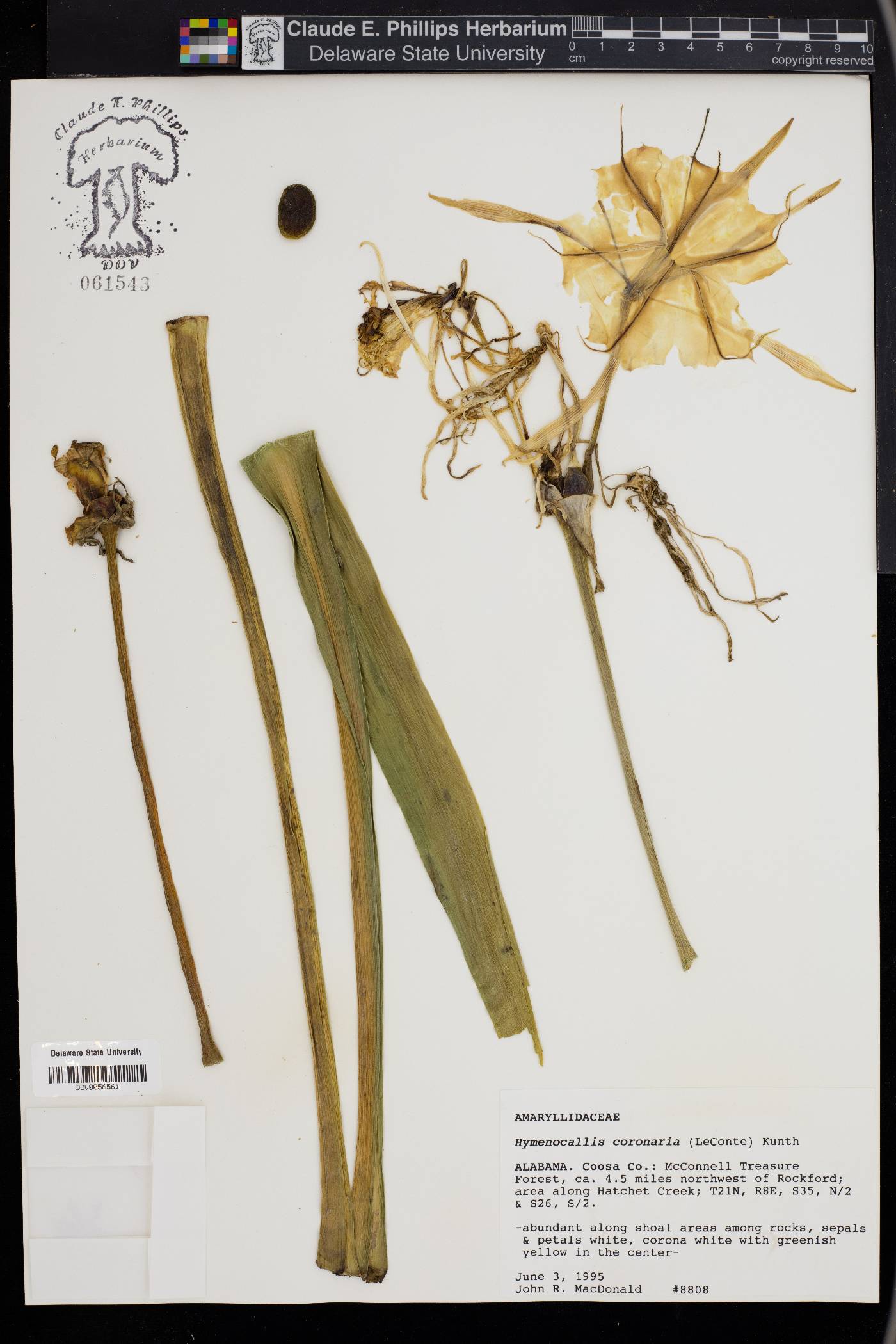 Hymenocallis coronaria image