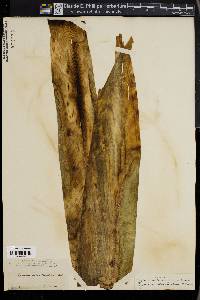 Hymenocallis caribaea image
