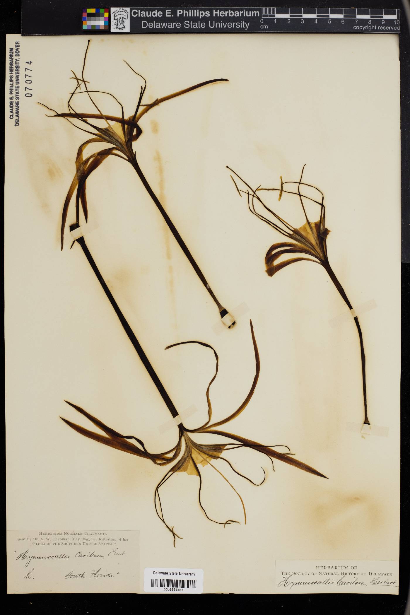 Hymenocallis caribaea image