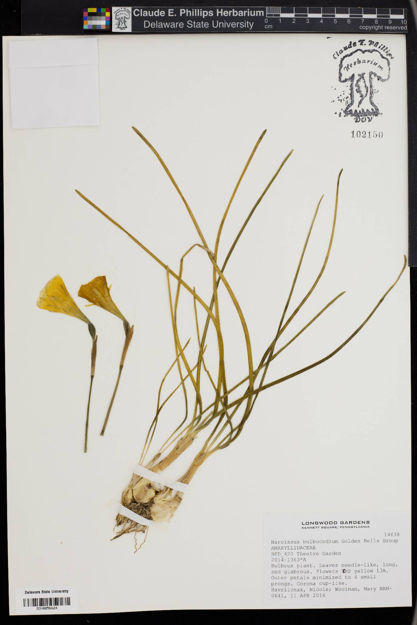 Narcissus bulbocodium image