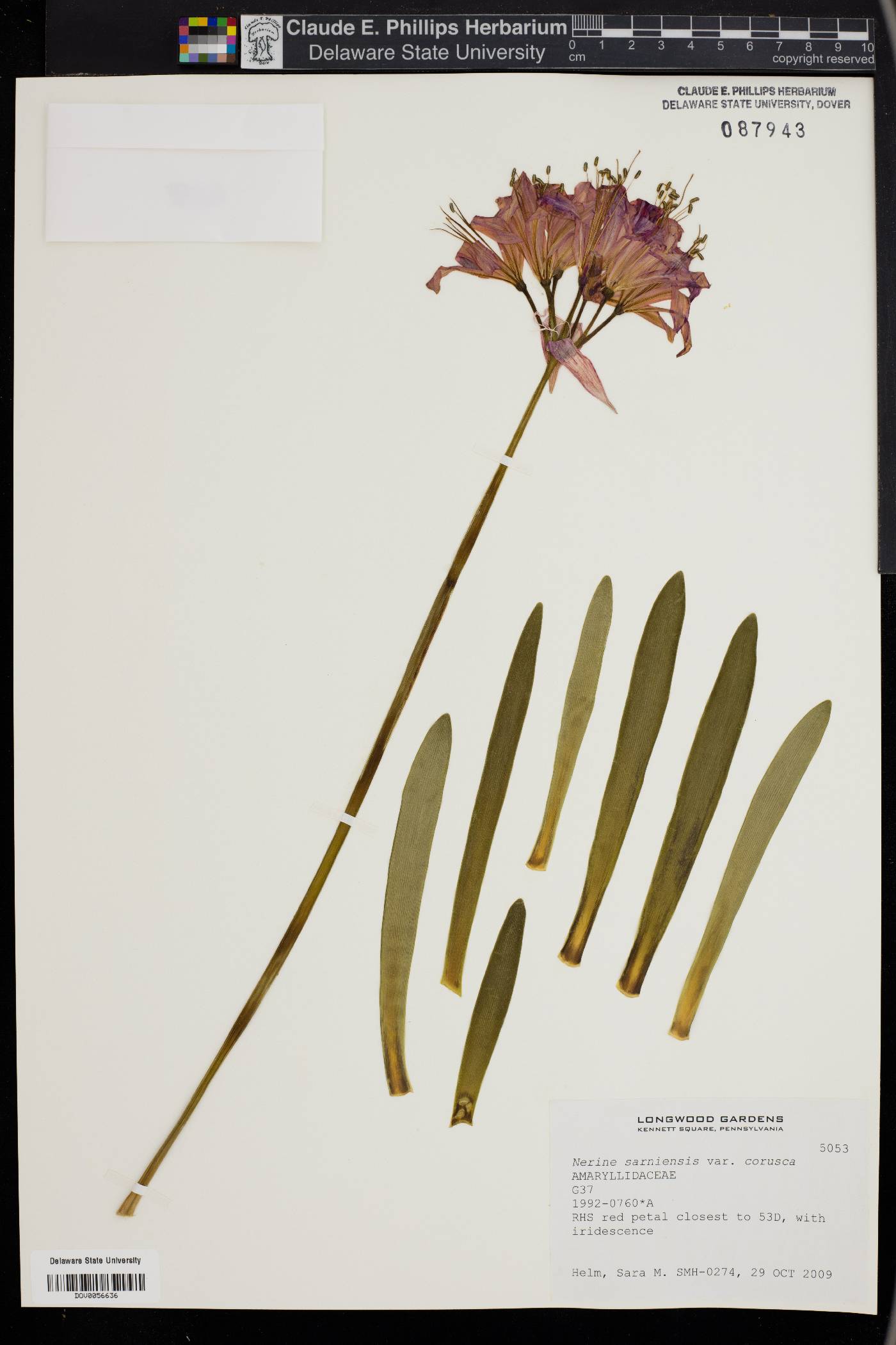 Nerine sarniensis image