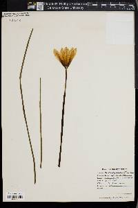 Zephyranthes tubispatha image