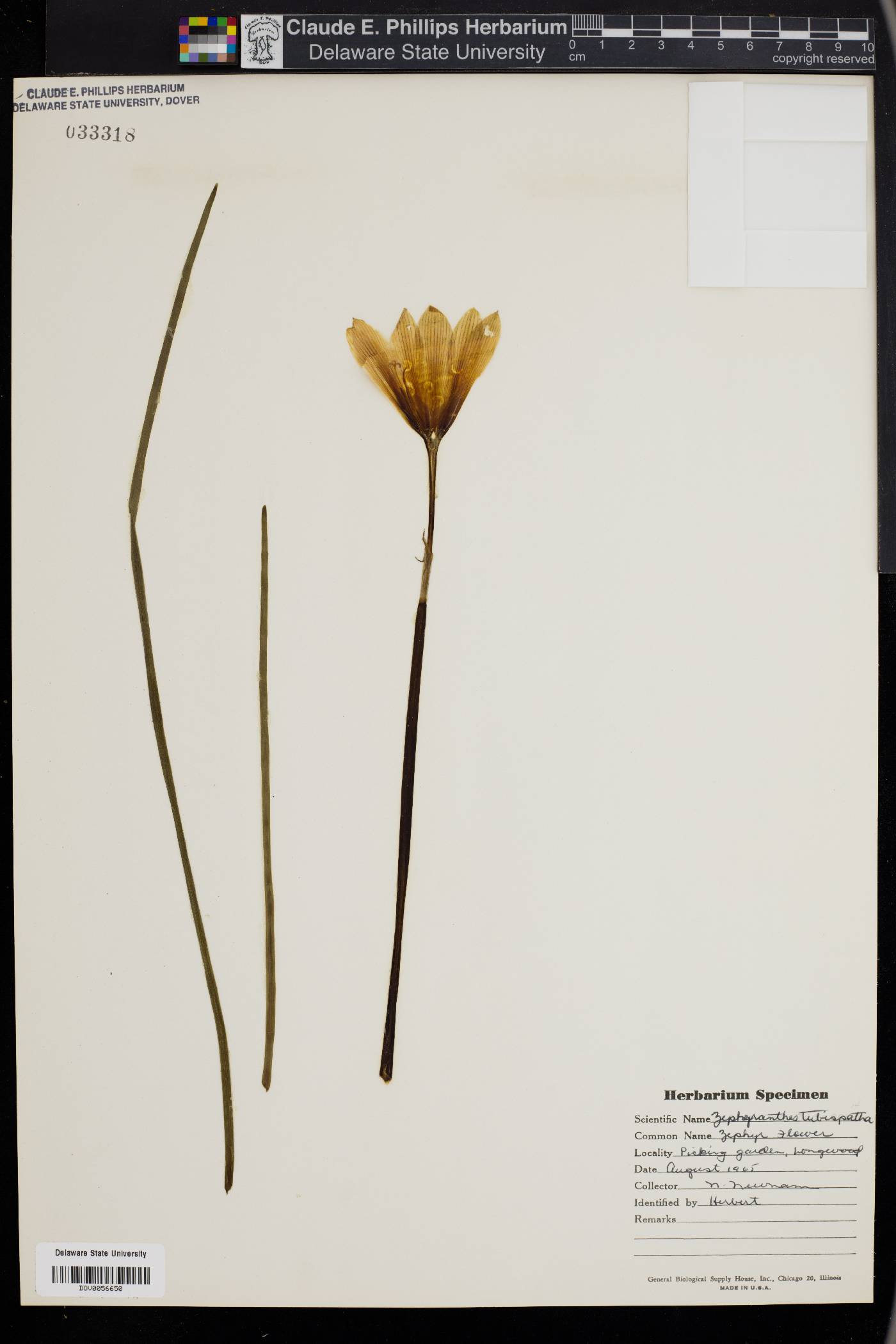 Zephyranthes tubispatha image