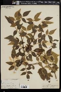 Rhus virens image