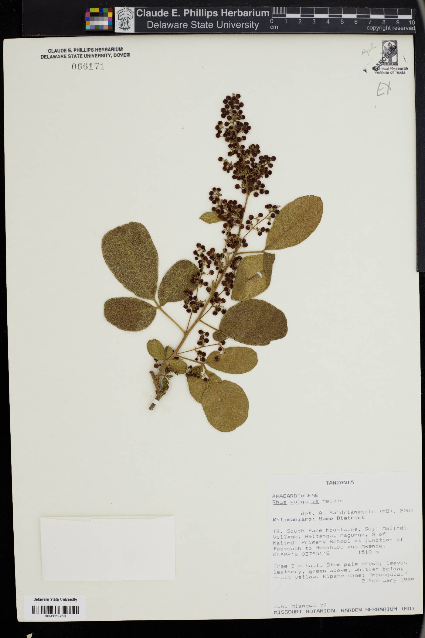 Searsia pyroides var. pyroides image