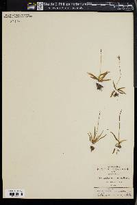 Anthericum nanum image