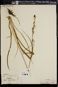 Echeandia terniflora image