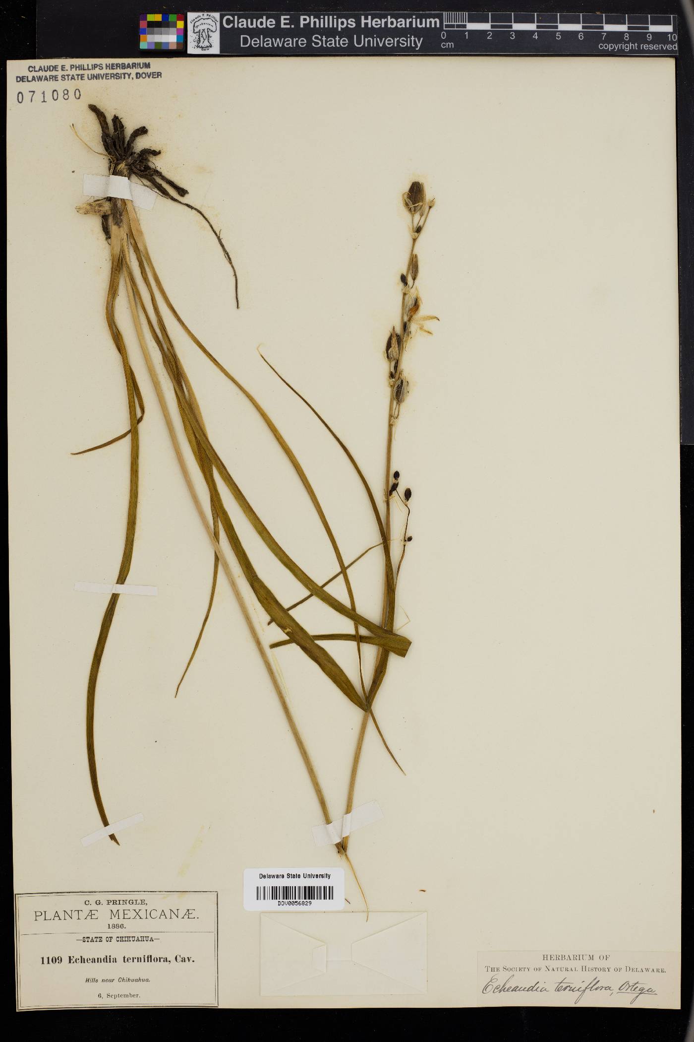 Echeandia terniflora image