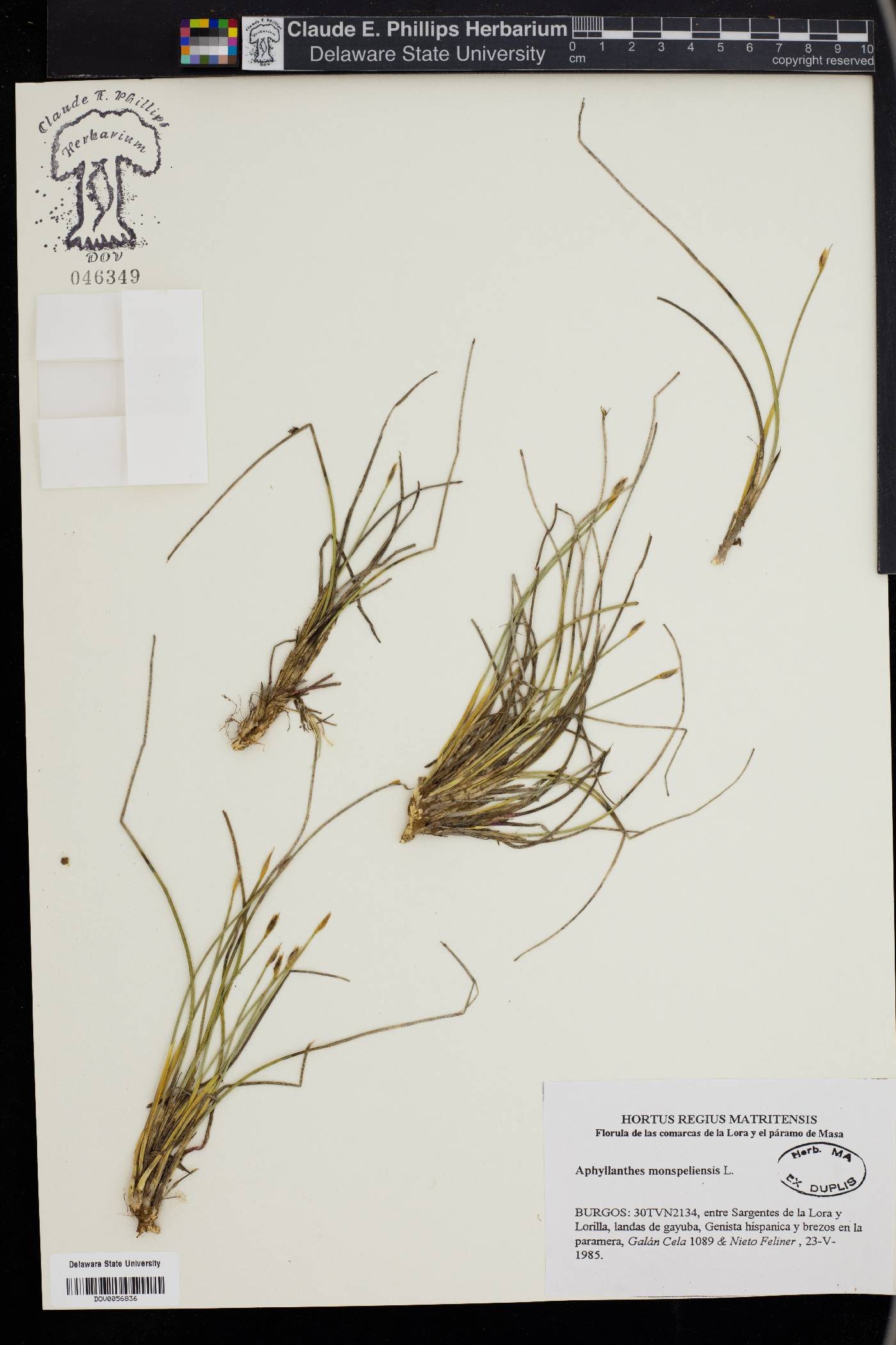 Aphyllanthes image