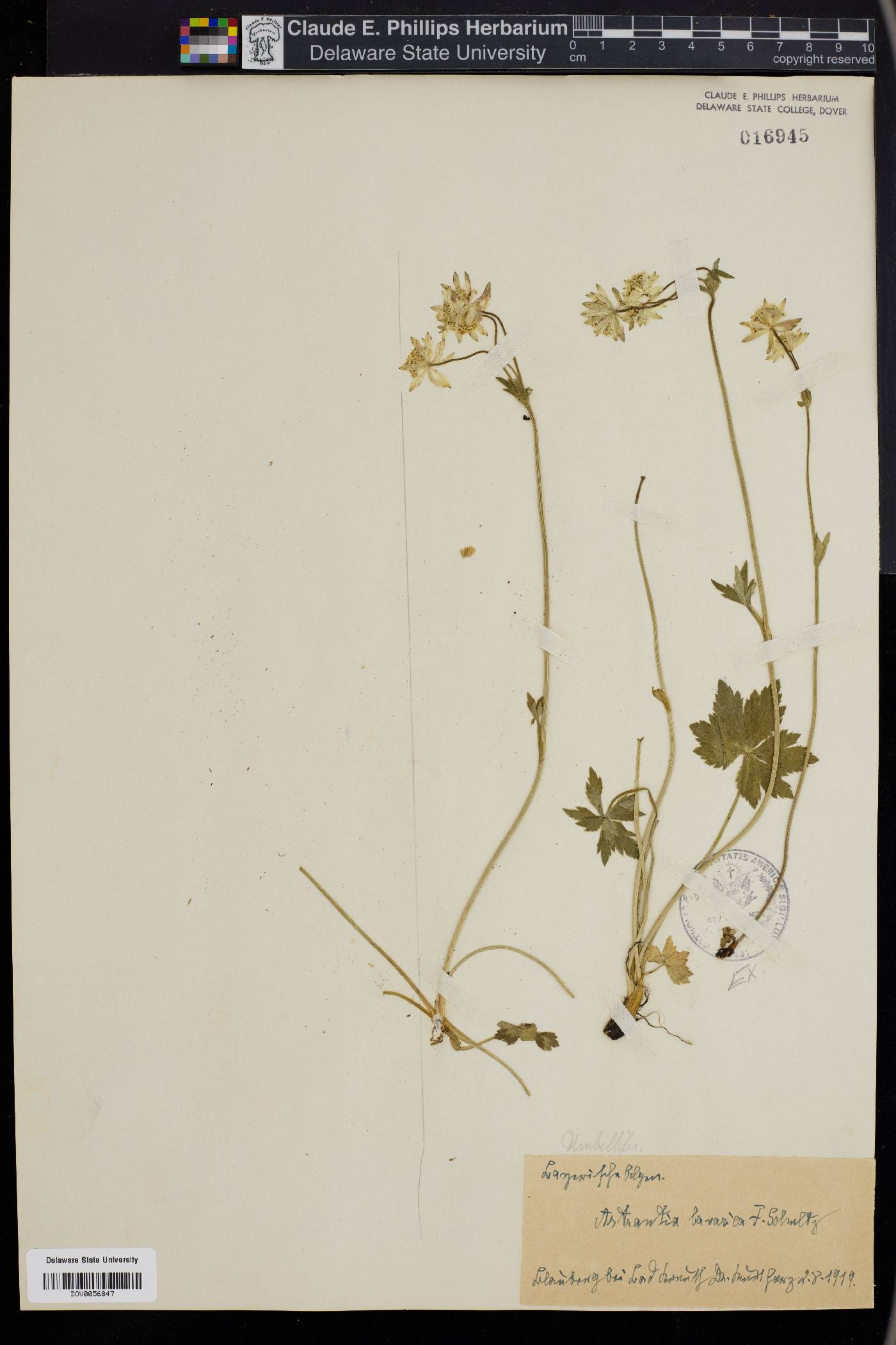 Astrantia bavarica image