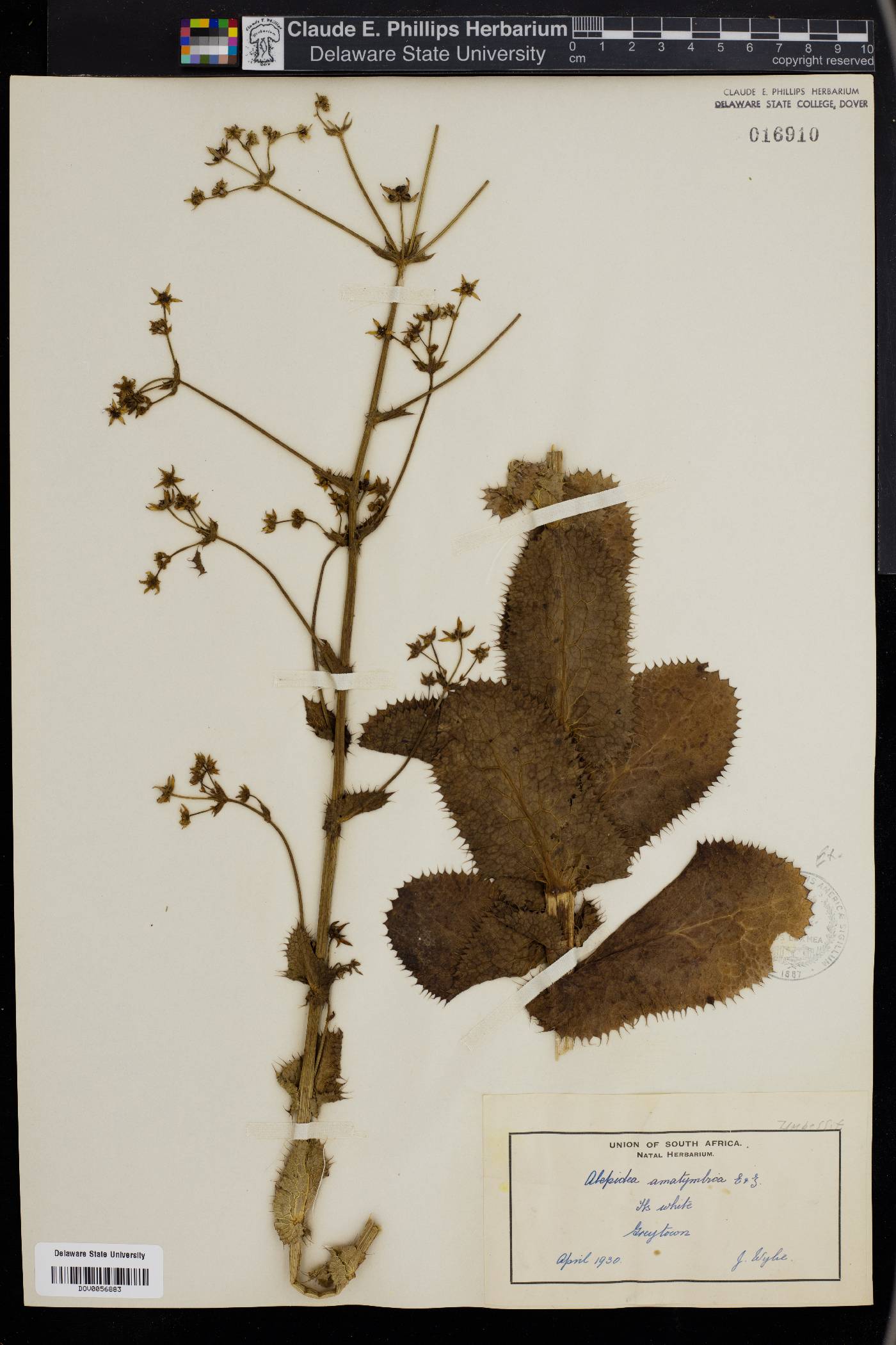 Alepidea amatymbica image