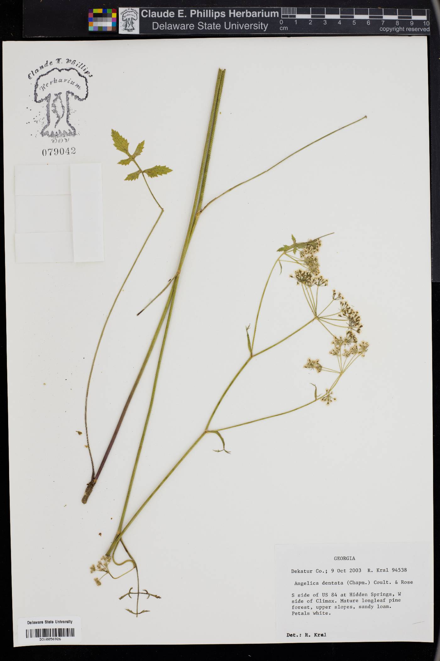 Angelica dentata image