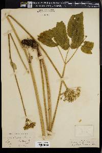 Angelica dawsonii image