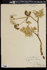 Angelica gmelinii image