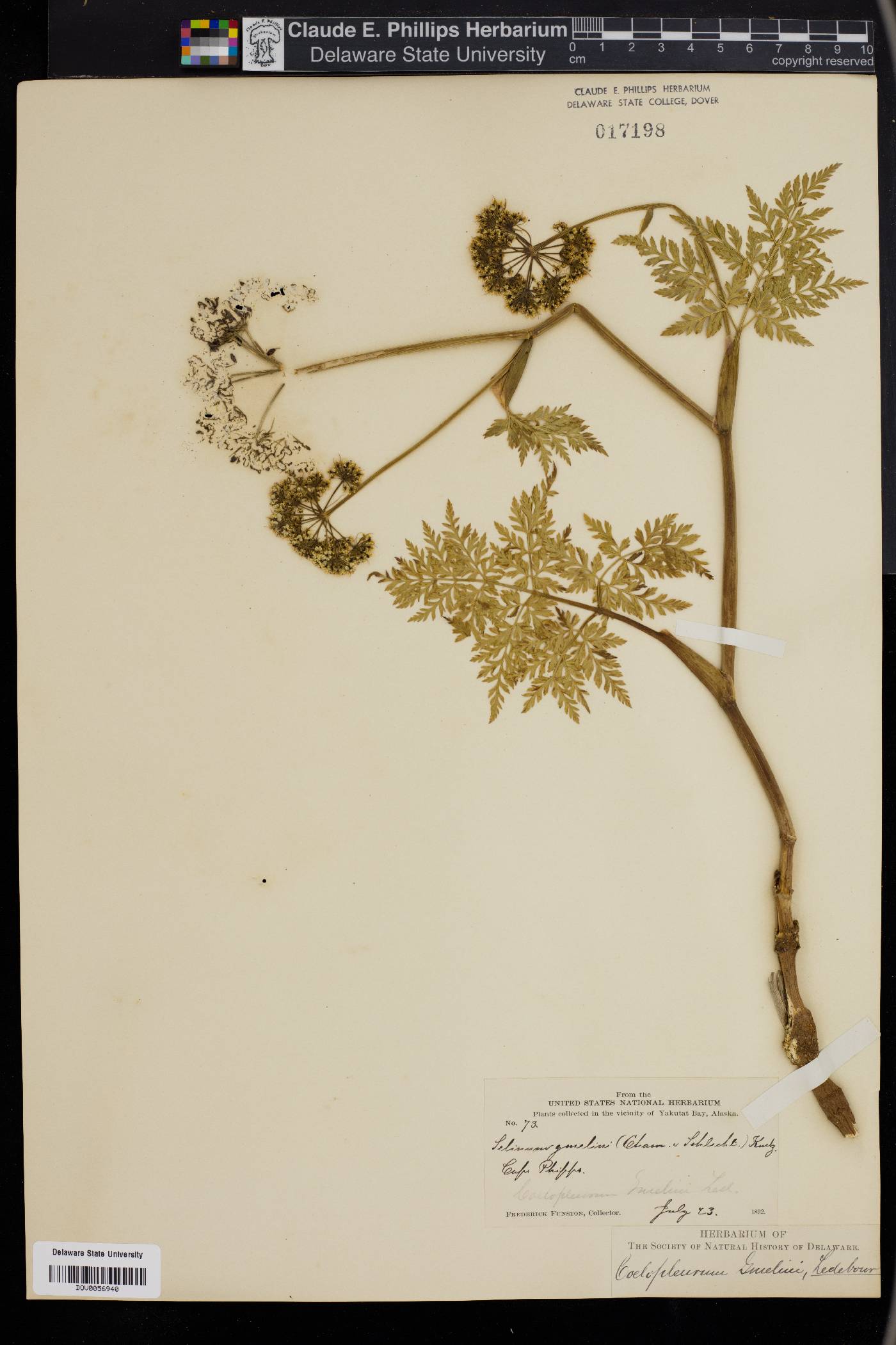 Angelica gmelinii image