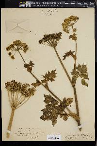 Angelica gmelinii image