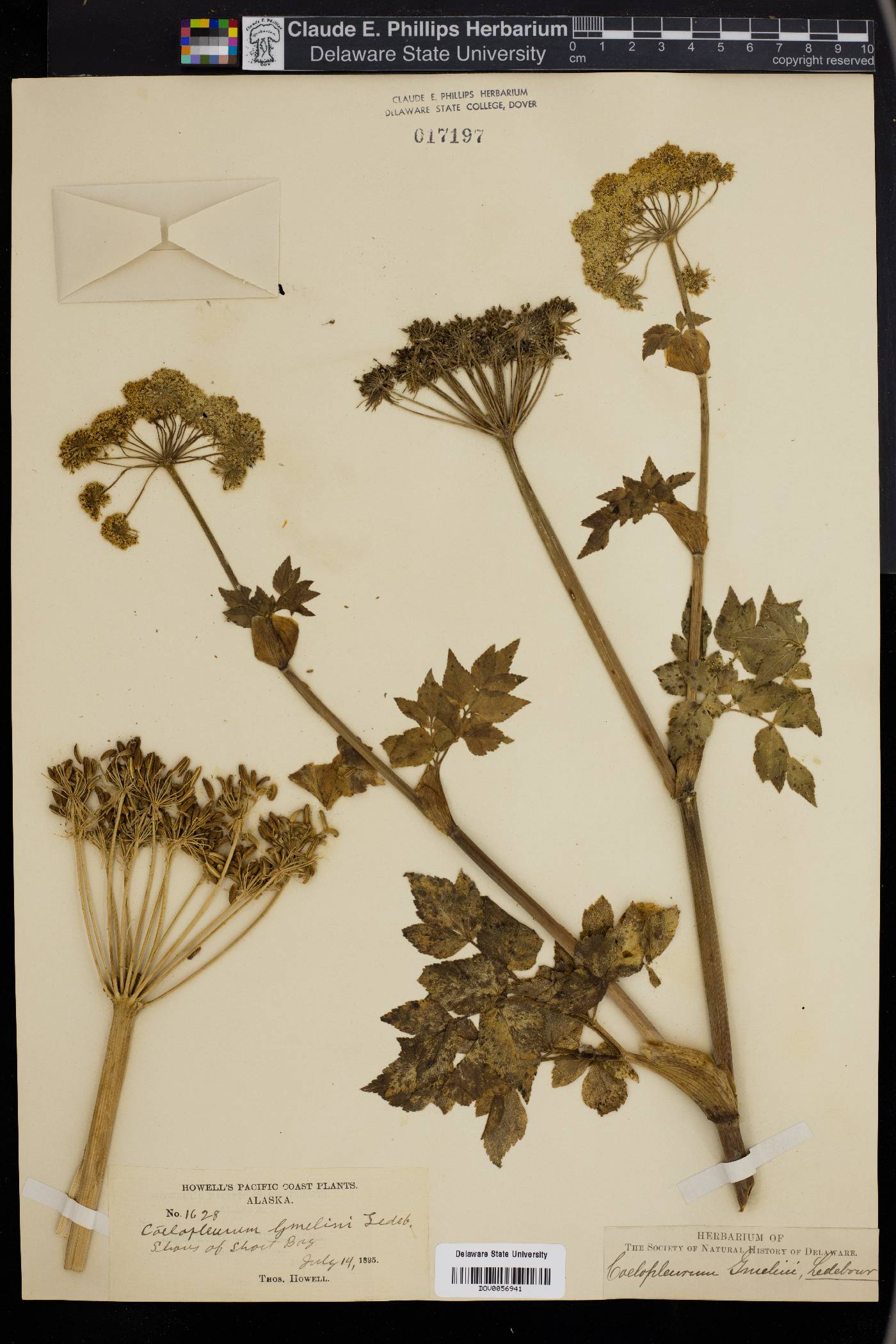 Angelica gmelinii image