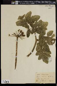 Angelica hendersonii image