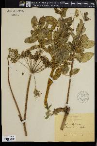 Angelica sylvestris image