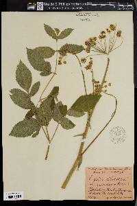 Angelica sylvestris image