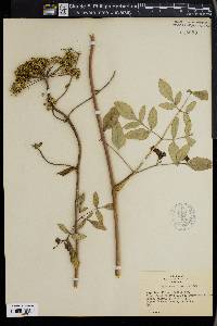 Angelica villosa image