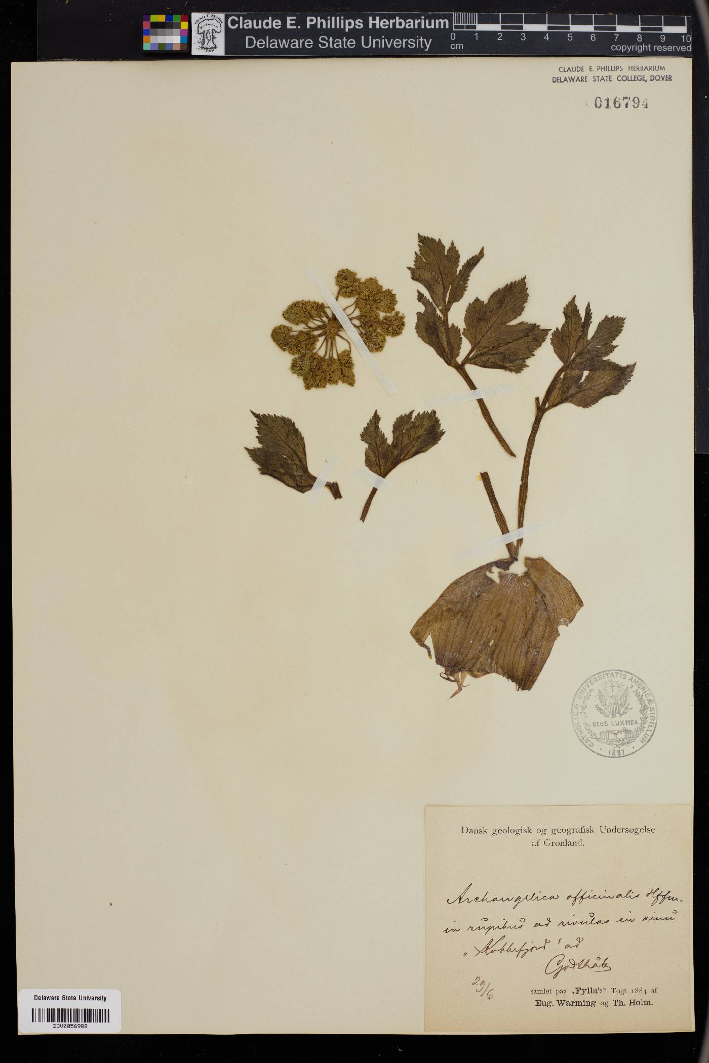 Angelica officinalis image