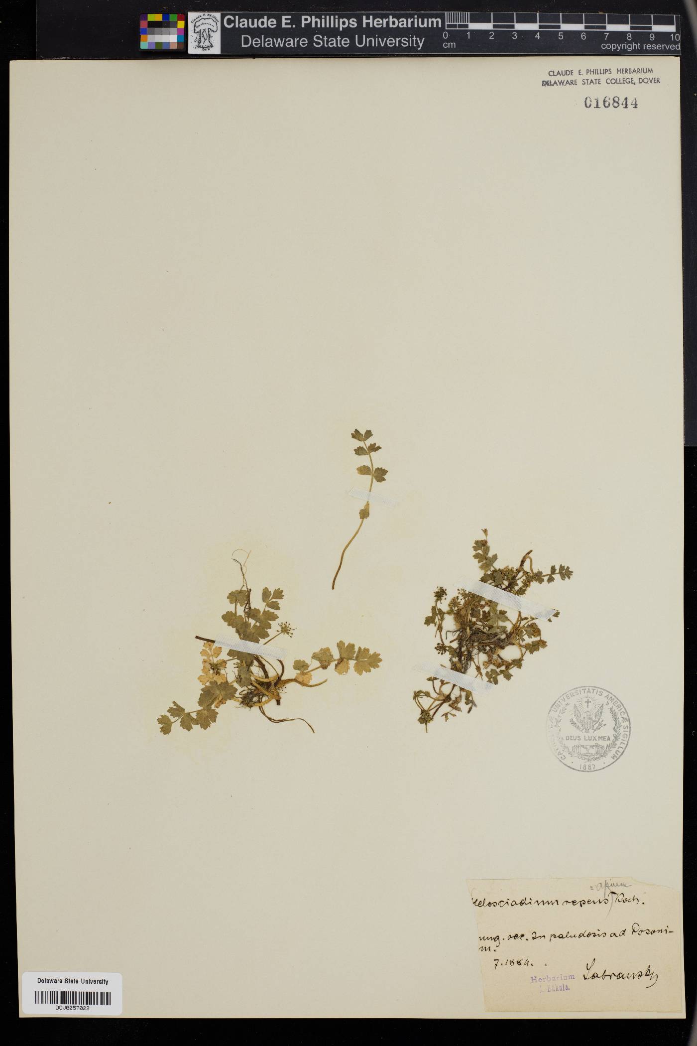 Apium repens image