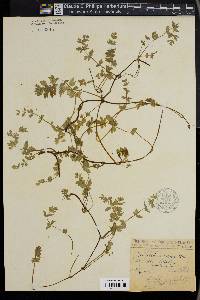 Apium repens image