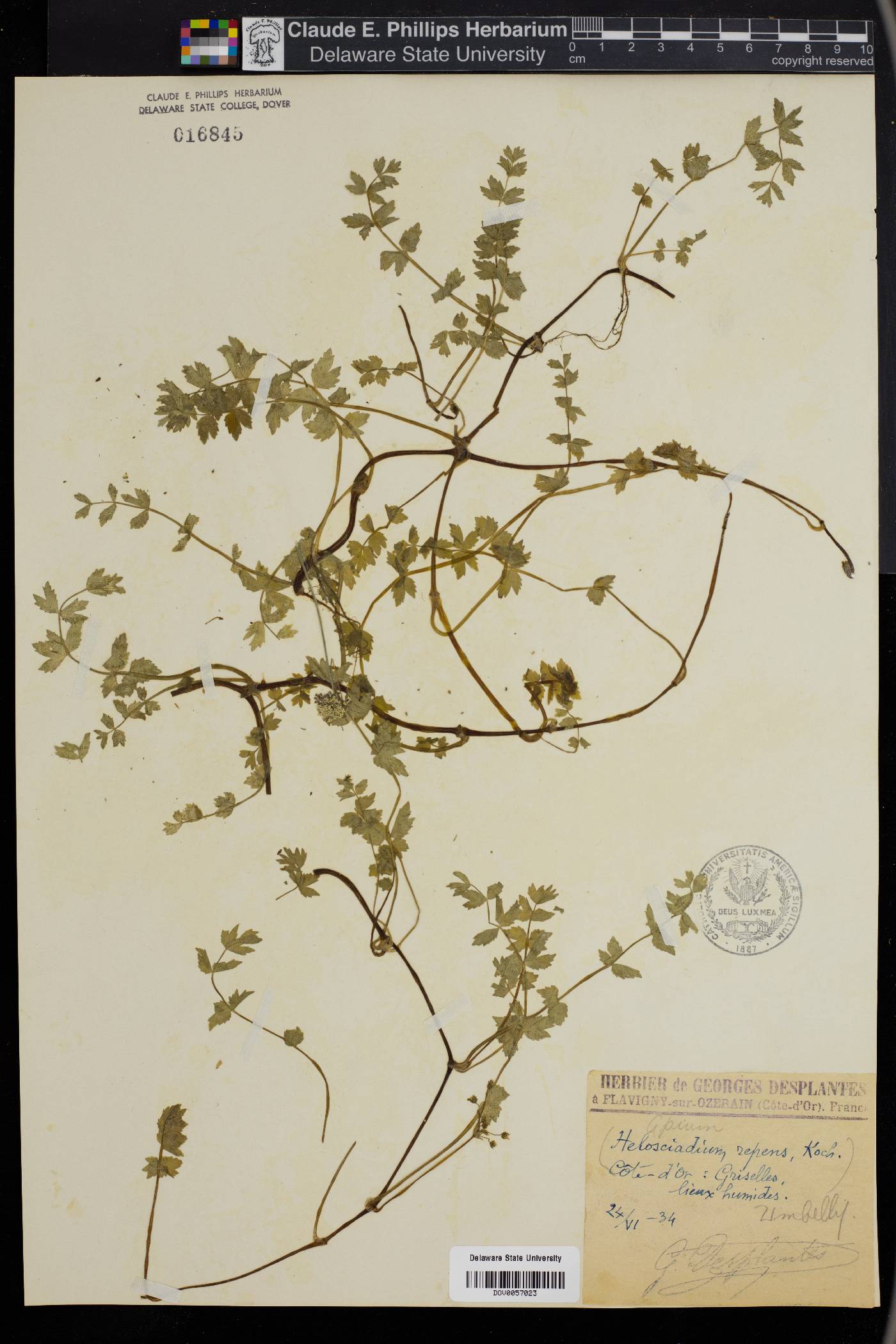 Apium repens image