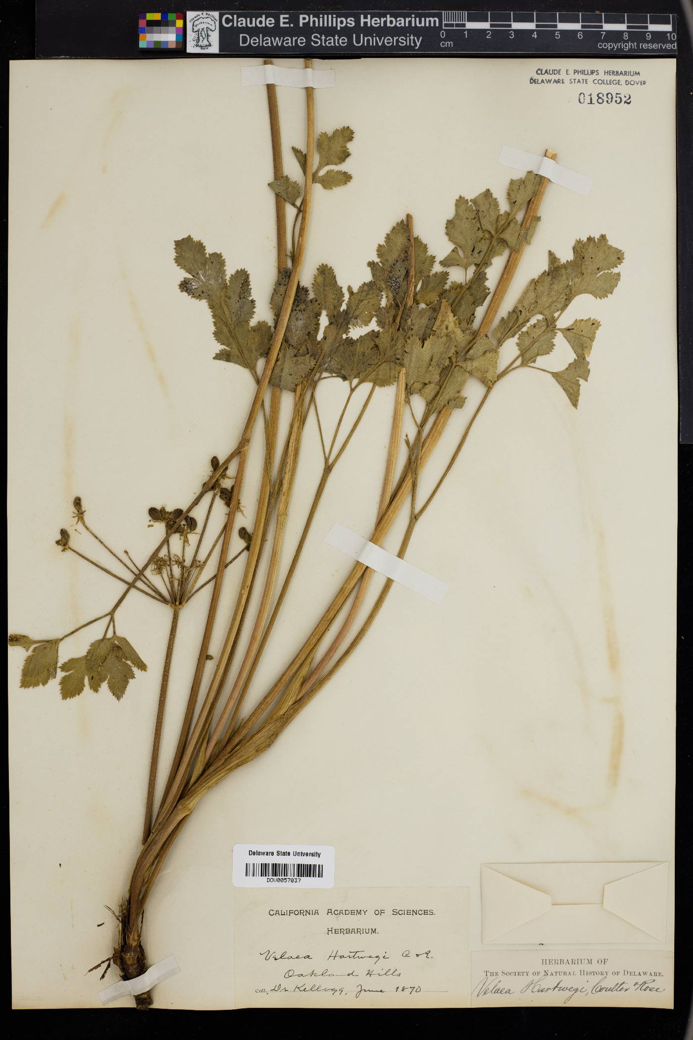 Tauschia hartwegii image