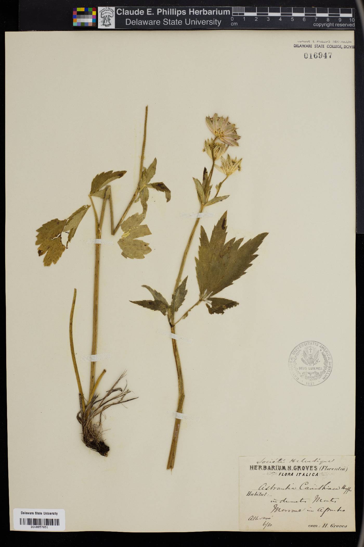 Astrantia major subsp. involucrata image