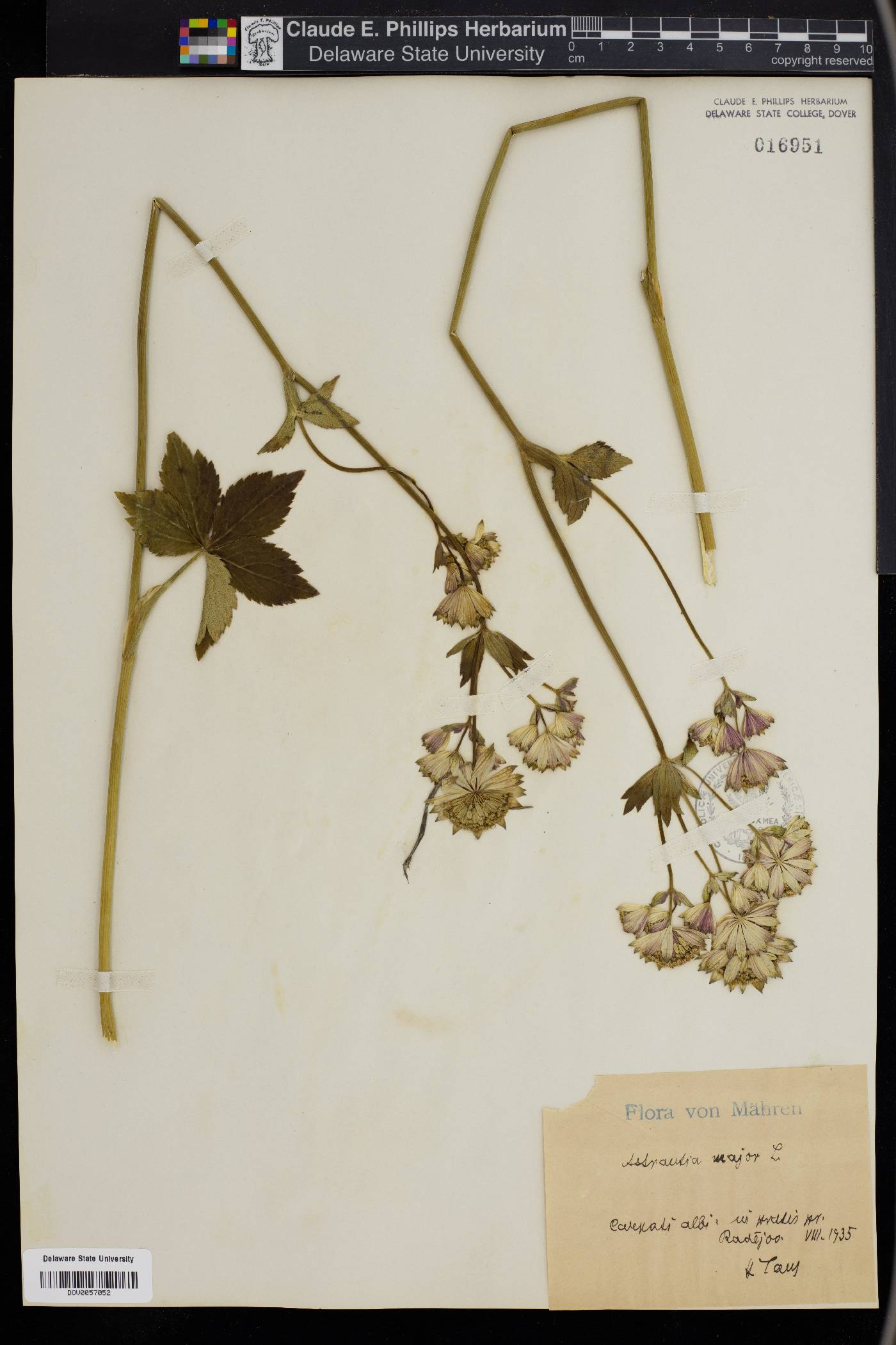Astrantia major subsp. involucrata image