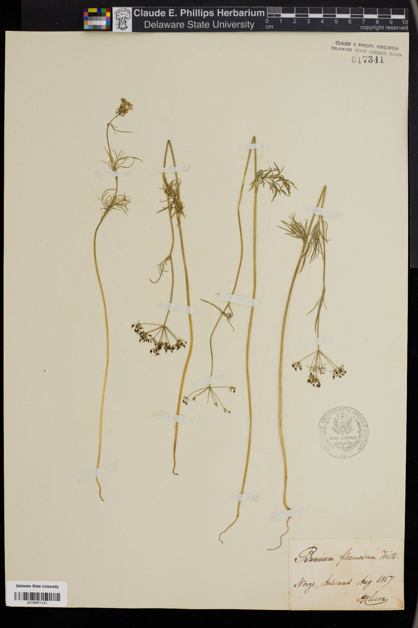 Conopodium marianum image