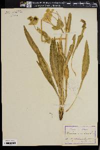 Bupleurum angulosum image