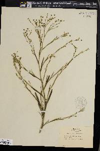 Bupleurum gerardii image