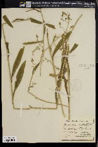 Bupleurum falcatum subsp. cernuum image