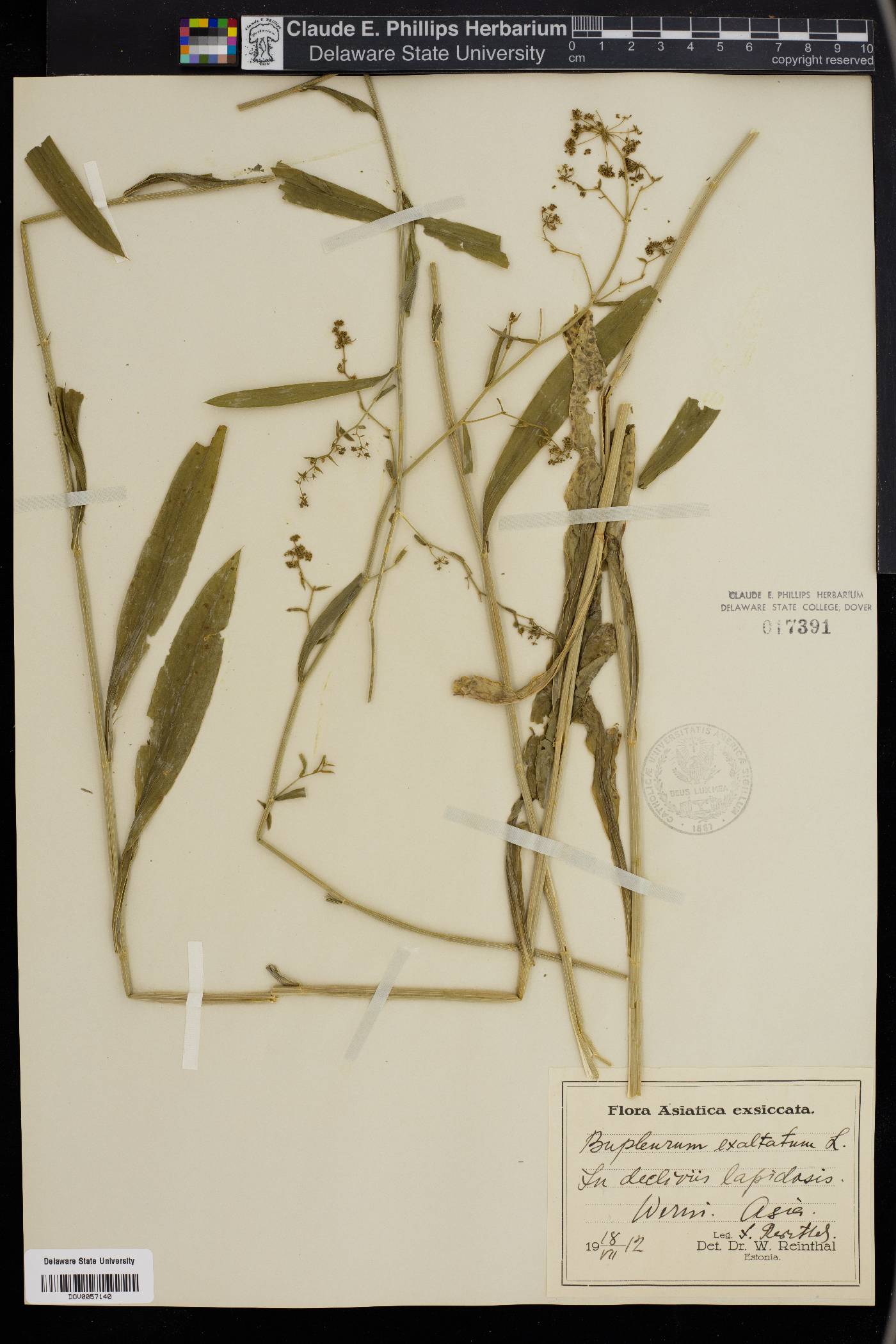 Bupleurum falcatum image