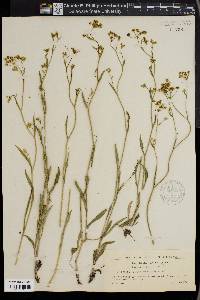 Bupleurum falcatum image