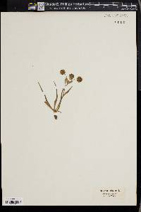 Bupleurum falcatum image