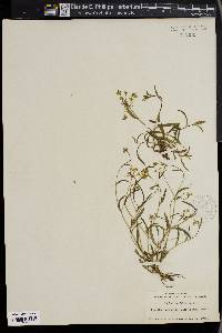 Bupleurum falcatum image