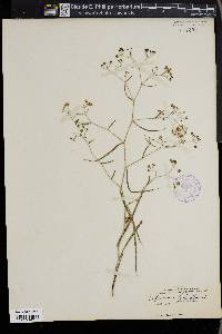 Bupleurum falcatum image