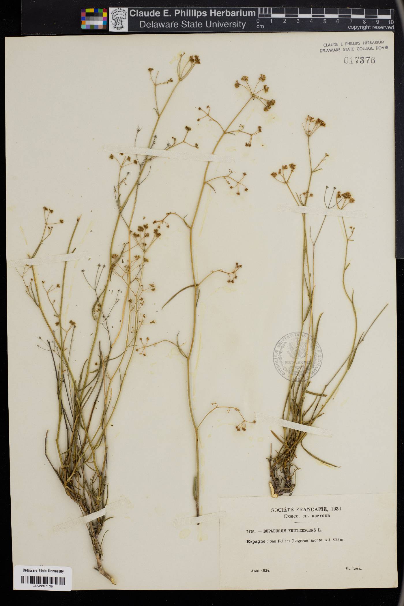 Bupleurum fruticescens image